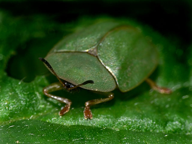 Cassida viridis Green Tortoise Beetle Cassida viridis