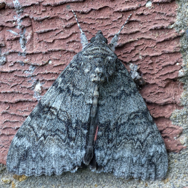 Lichénée rouge ou Lichénée mariée (Catocala nupta)