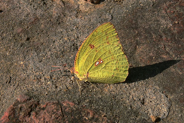 Catopsilia sp. Catopsilia, emigrant, butterfly
