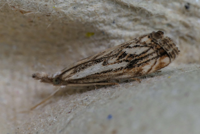 Catoptria