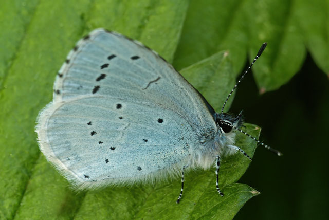 Celastrina
