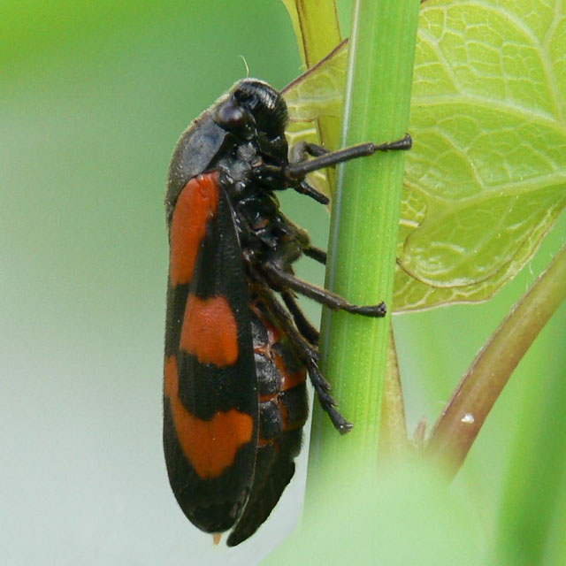 Red and Black Froghopper - cercopis vulnerata