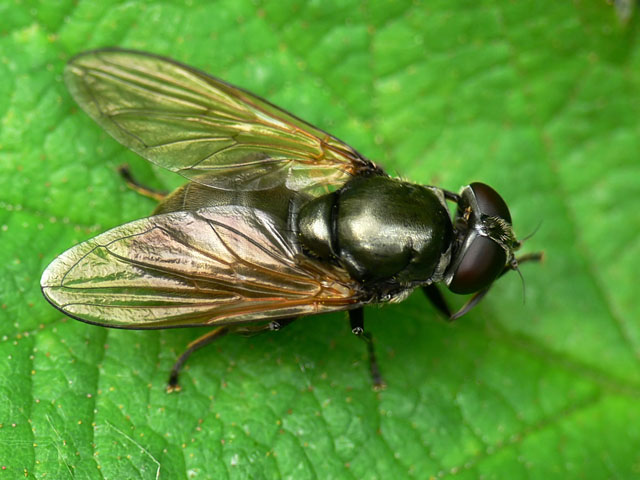 Cheilosia albitarsis/ranunculi Cheilosia albitarsis/ranunculi