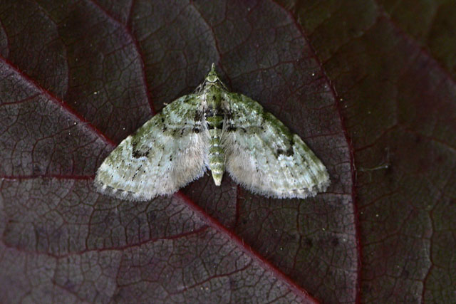 Chloroclystis v-ata V-pug - Chloroclystis v-ata, Geometridae moth, lepidoptera