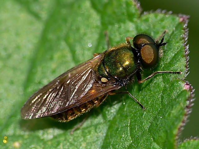 Chloromyia