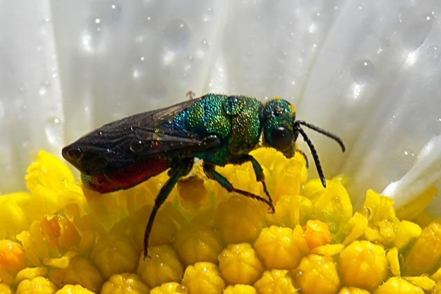 Chrysis sp. Ruby-tailed Wasp - Chrysis sp