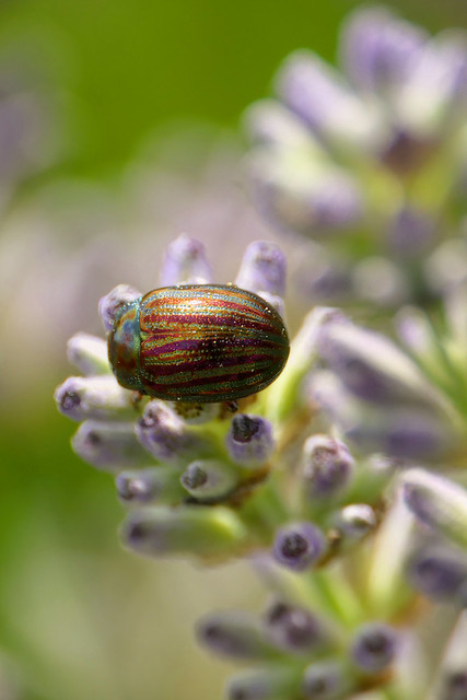 Rosemary Beetle (Chrysolina americana) A Rosemary Beetle