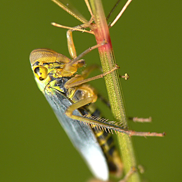 Cicadella