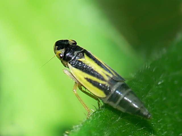 Evacanthus interruptus Evacanthus interruptus, Cicadellidae, leafhopper