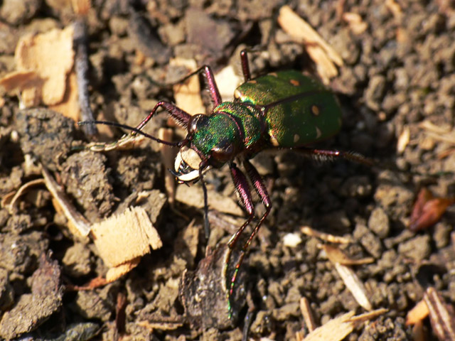 Cicindela campestri