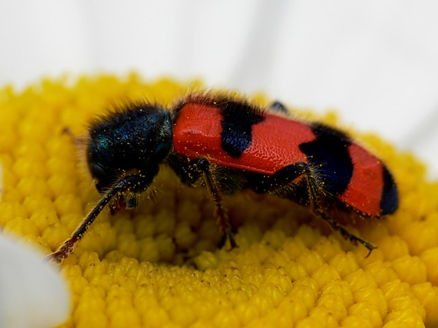 Trichodes apiarius Example of Cleridae beetle