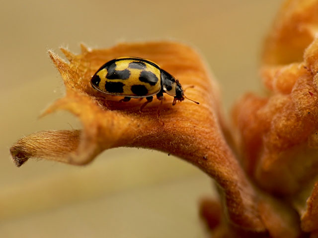 14-spot ladybird - Propylea 14-punctata