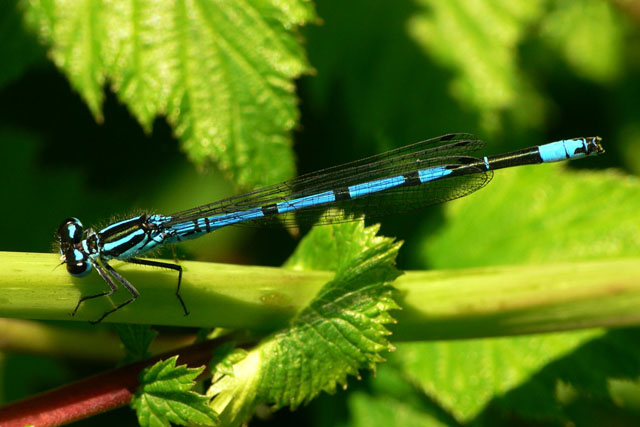 Coenagrion