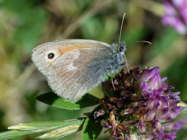 Coenonympha pamphilus - Small Heath Coenonympha pamphilus