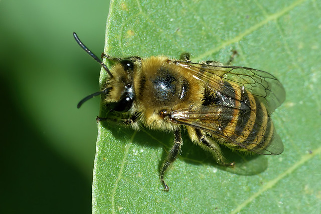 Colletes hederae