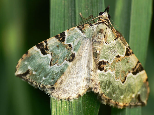 Cidarie verdâtre, Colostygia pectinataria