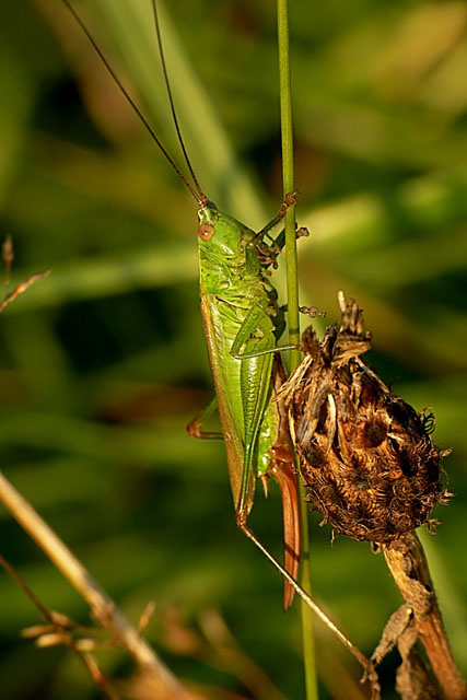 Conocephalus discolor