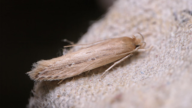 Bulrush Cosmet (Limnaecia phragmitella)