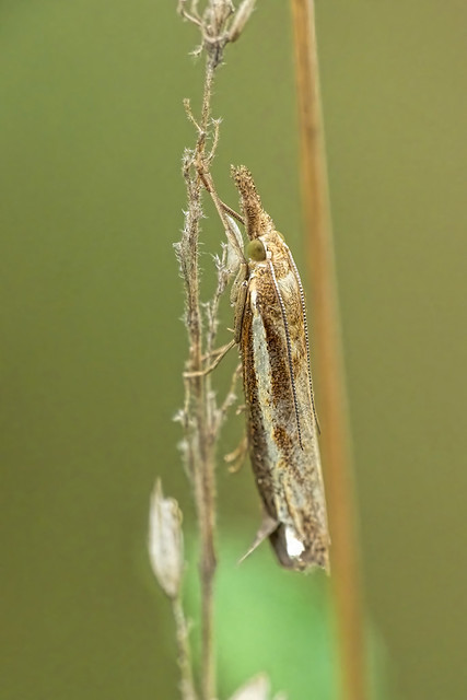 Crambus pascuella Crambus lathoniellus