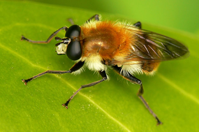 Criorhina