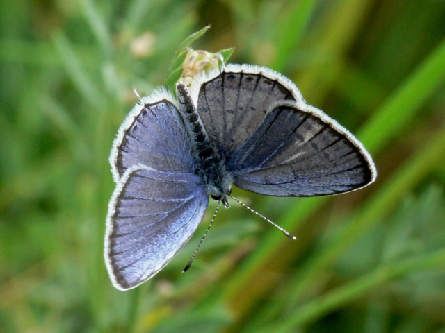 Short-tailed Blue - Cupido argiades
