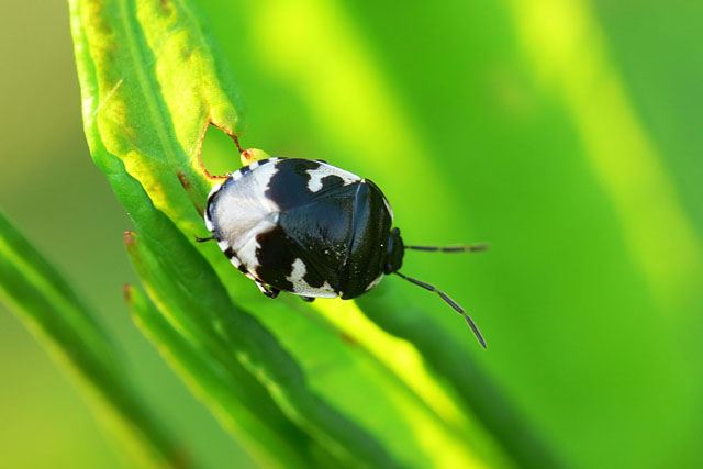 Tritomegas bicolor Pied Shieldbug