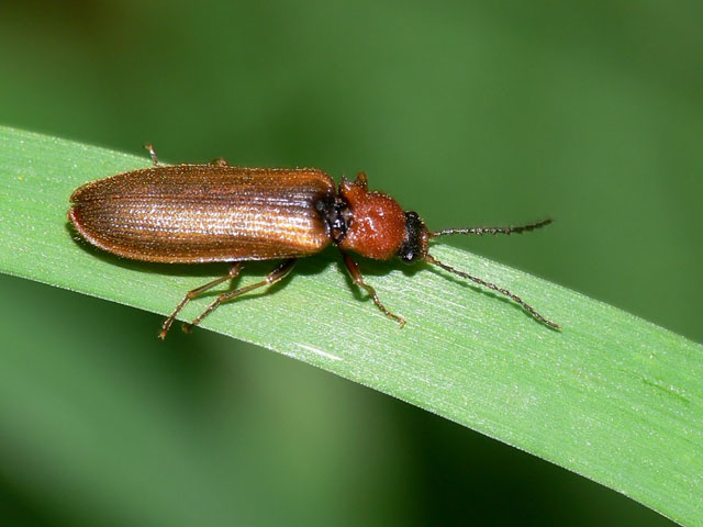 Denticollis linearis