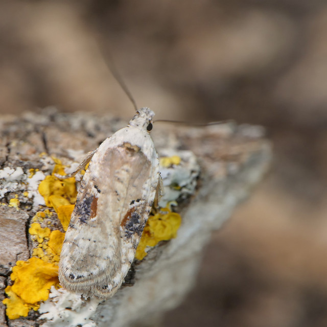 Brown-spot Flat-body (Agonopterix alstromeriana)