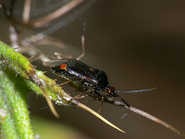 Deraeocoris ruber