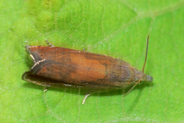 Dichrorampha vancouverana