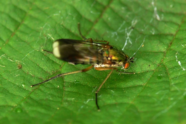 Poecilobothrus nobilitatus Poecilobothrus nobilitatus
