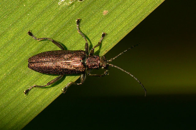 Donacia simplex Donacia simplex