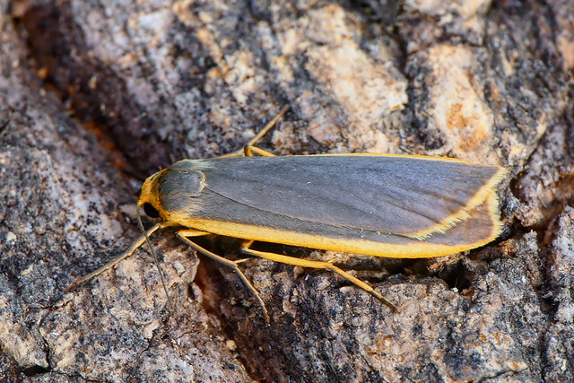 Common Footman (Eilema lurideola)