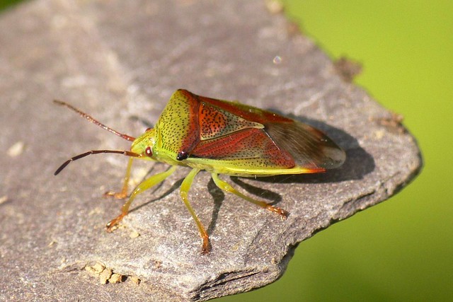 A Birch Shieldbug