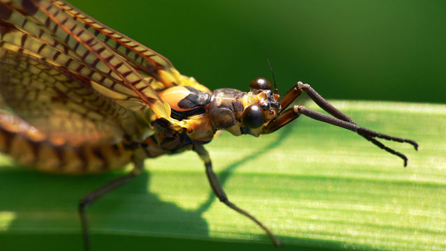 Ephemera danica Ephemera danica