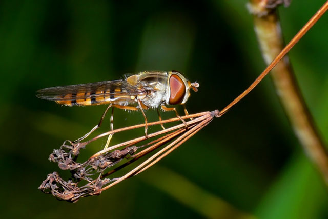 Marmalade fly - Episyrphus balteatus