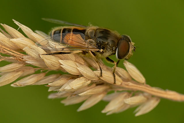 Eristalis