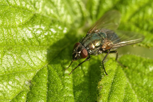 Eudasyphora cyanella