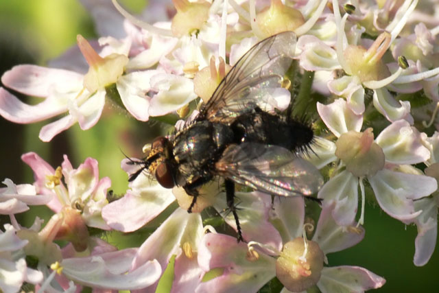 Exorista rustica agg Exorista rustica agg