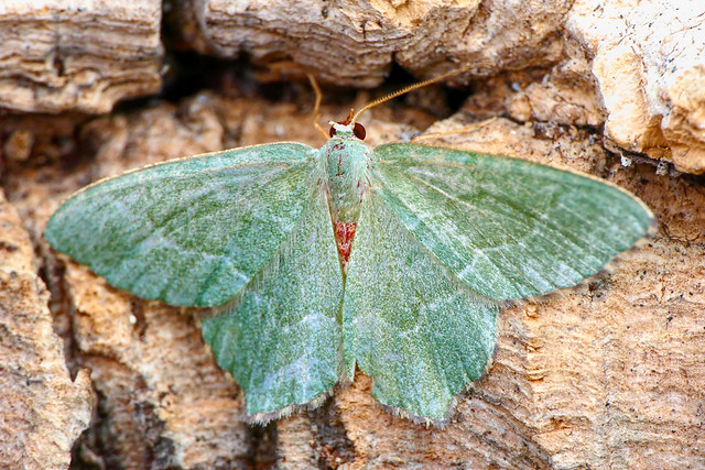 Phalène sillonnée (Hemithea aestivaria)