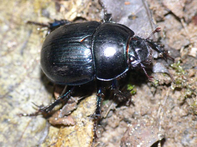Geotrupes