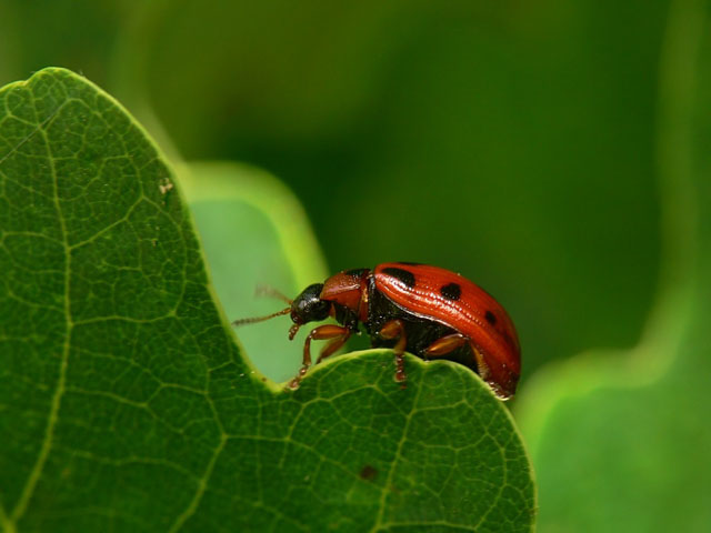 Gonioctena decemnotata