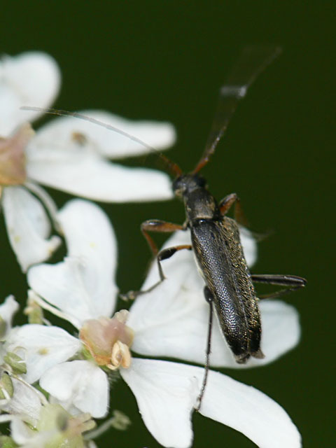 Grammoptera