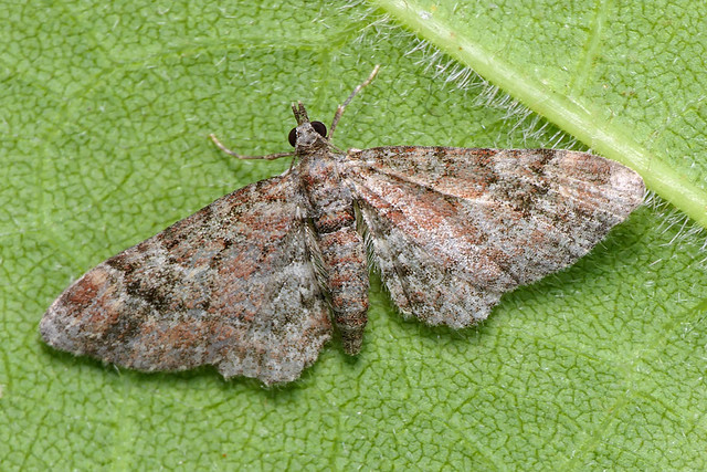 Double-striped Pug (Gymnoscelis rufifasciata)