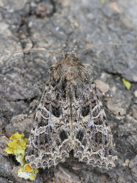 The Lychnis (Hadena bicruris) Lychnis Moth