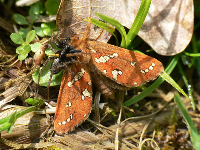 Hepialus hecta Hepialus hecta