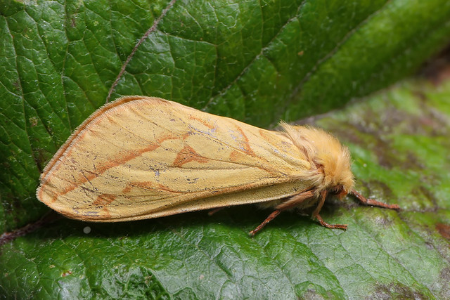 Ghost Moth (Hepialus humuli)