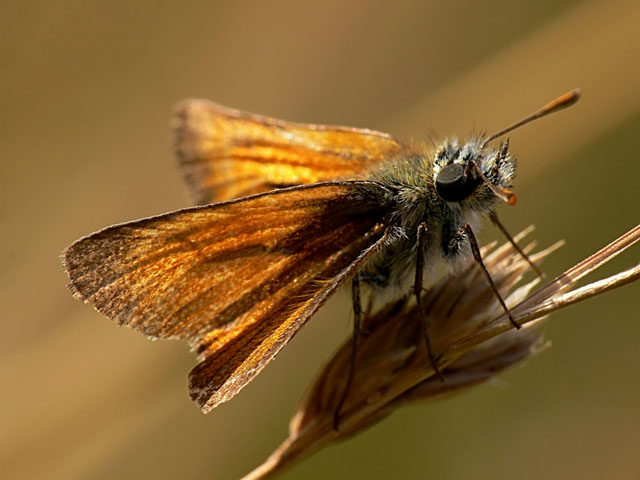 Thymelicus sylvestris Hesperiidae