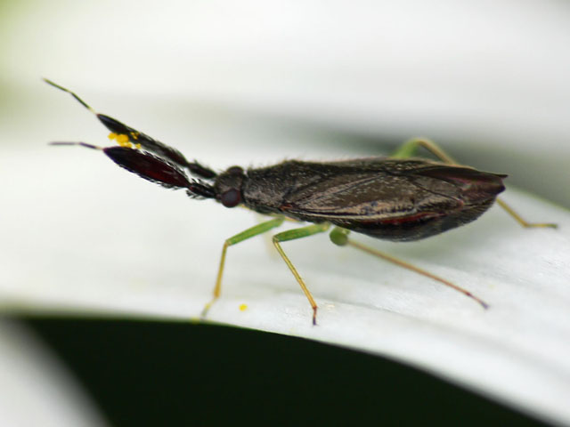 Heterotoma planicornis