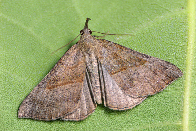 Snout (Hypena probiscidalis) The Snout Moth
